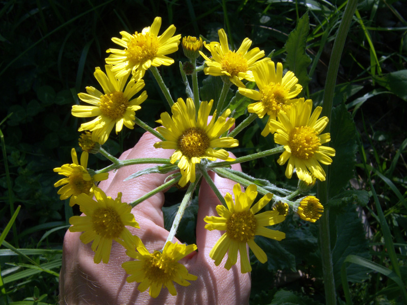 Tephroseris balbisiana / Senecione di Balbis